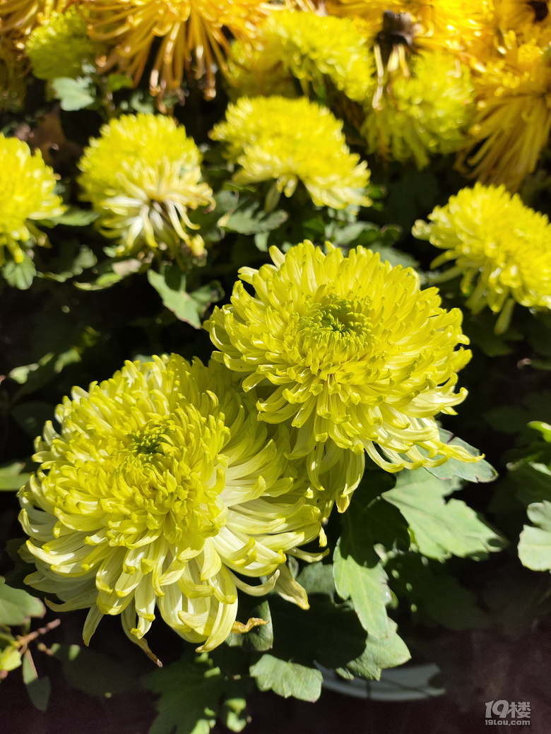 植物园菊花/浙大玉泉