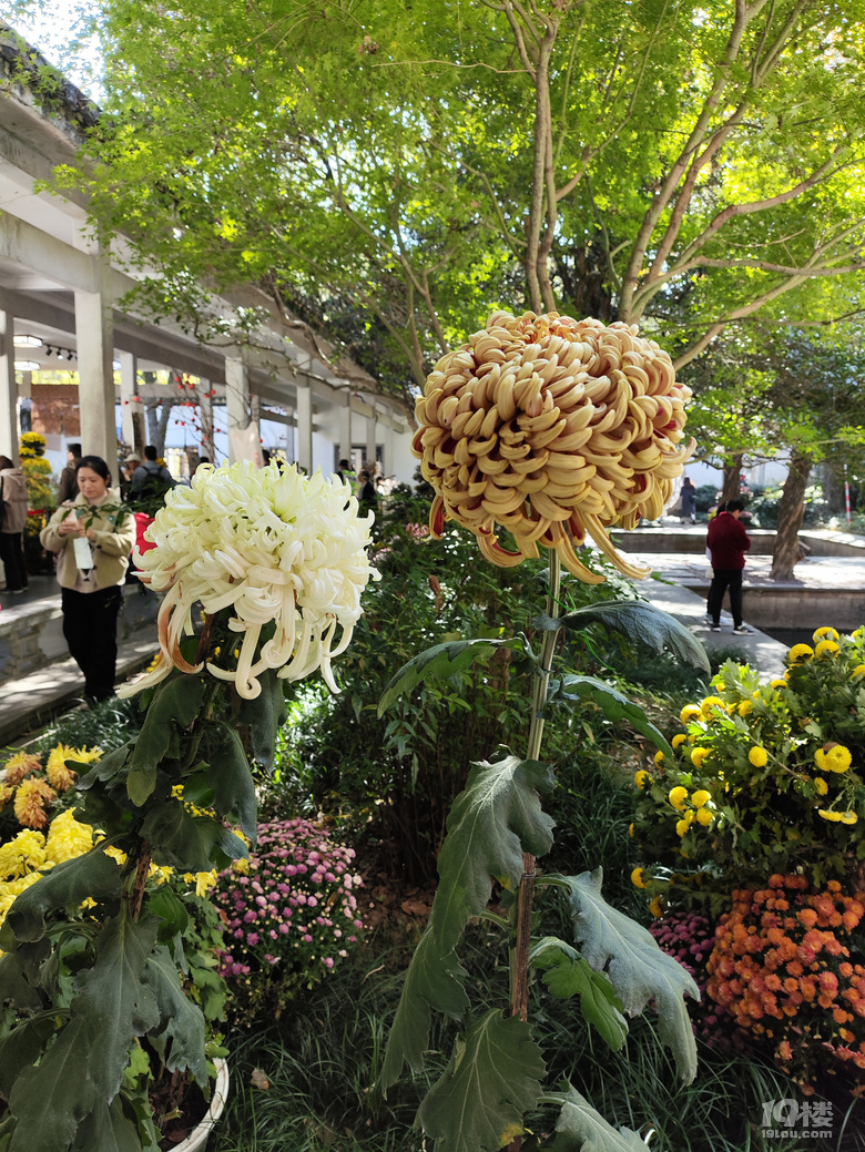 植物园菊花/浙大玉泉