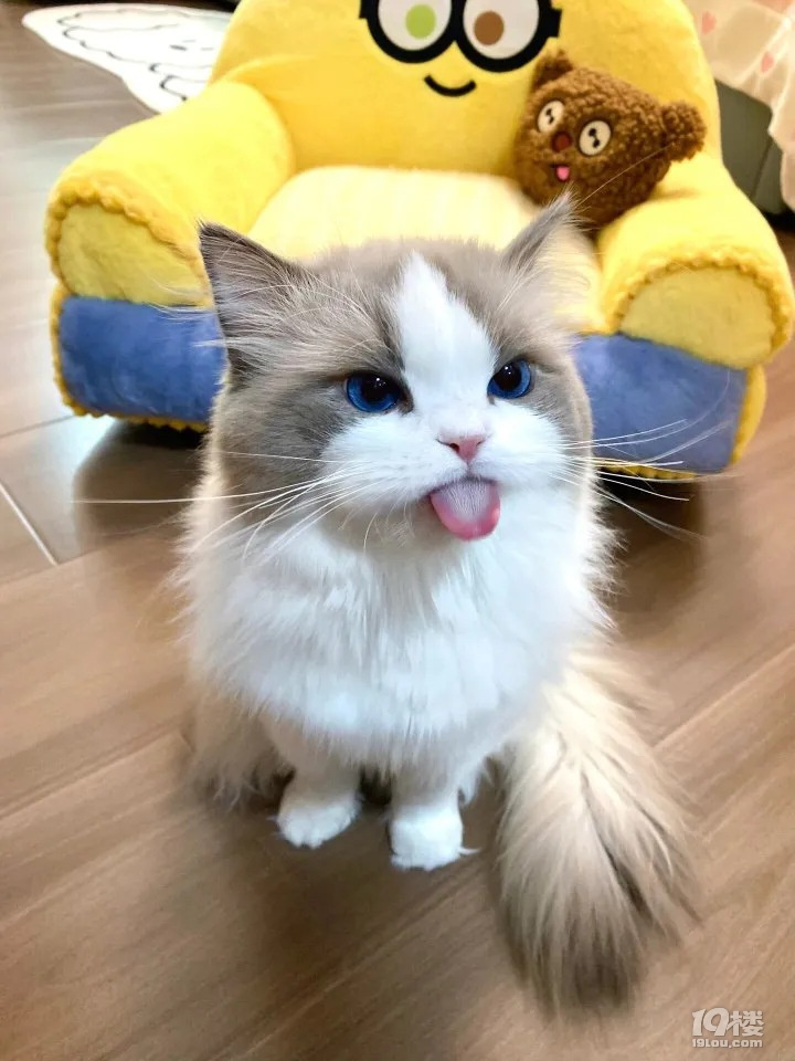o鼴Ҫ(dng)^ĸһ