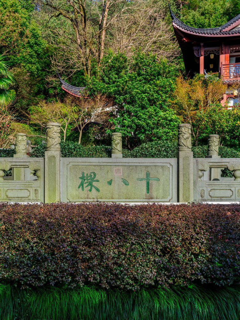 今天杭州西湖龙井茶正式开采