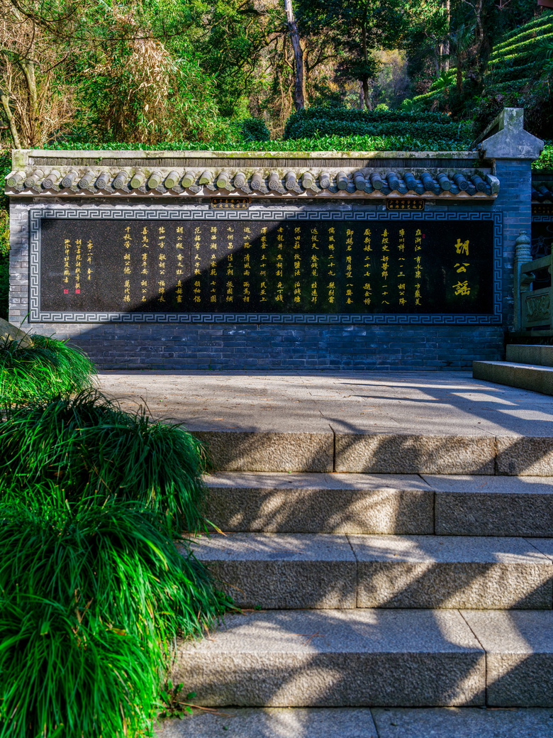 今天杭州西湖龙井茶正式开采