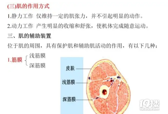 筋膜枪的十大品牌:十大行业中王牌产品汇总