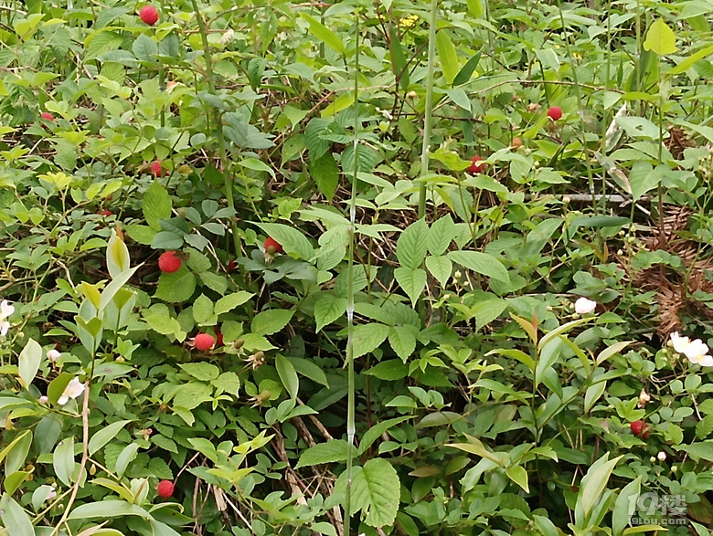 普通话野草莓。我们那里方言把它们通通叫:       ong