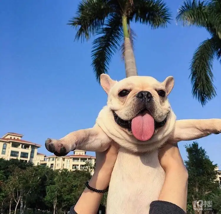短鼻犬