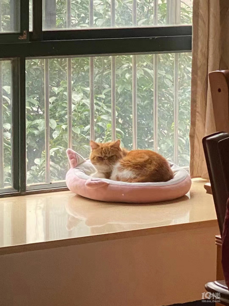 有需要猫咪的吗姐姐家的猫咪由于工作原因不方便养猫咪