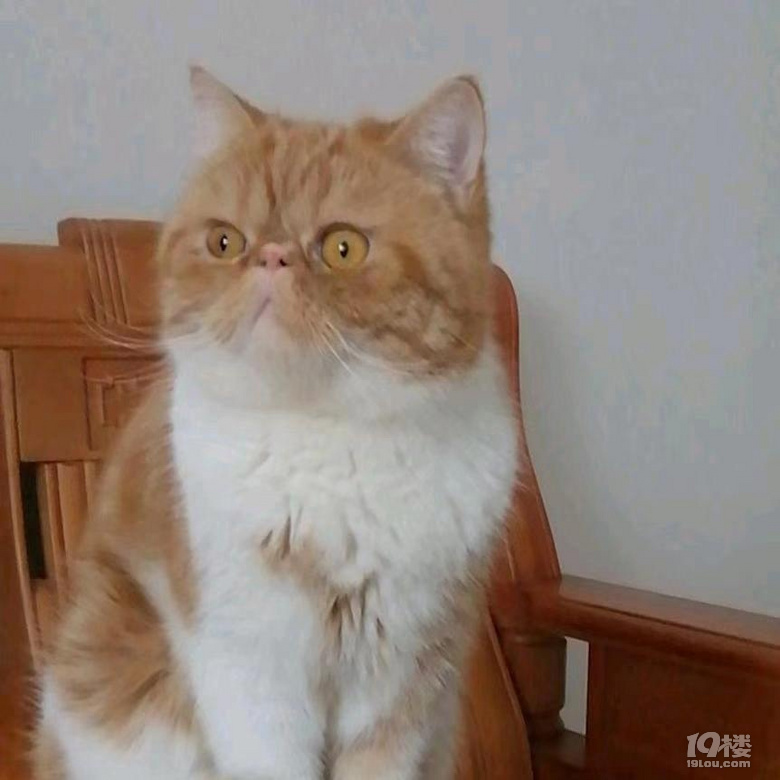 有需要猫咪的吗姐姐家的猫咪由于工作原因不方便养猫咪