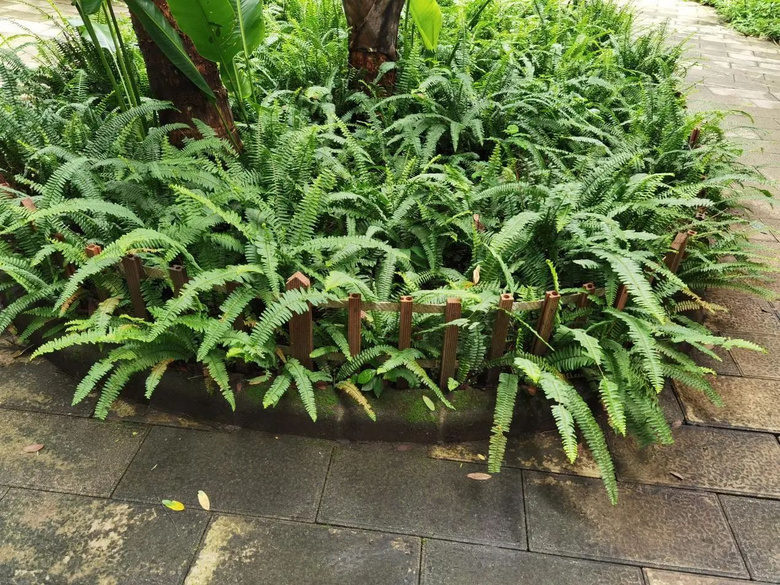 觀鳥時(shí)被絆倒,我一屁股杵在了柵欄的木頭尖尖上