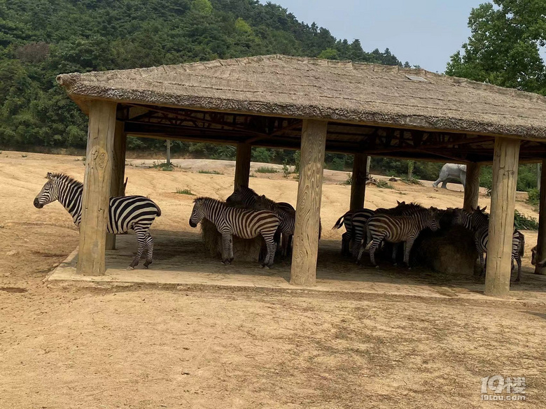 【已截止】安利冬日遛娃地 赠灵隐寺“喜见升卿”新年祈福年历