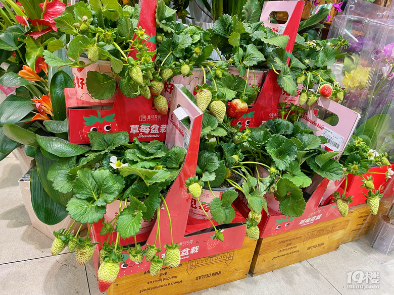 有花有果,盒馬“養(yǎng)成系”年宵花火成年輕人“新寵”