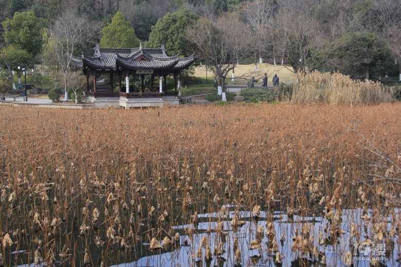 荷庄冬景
