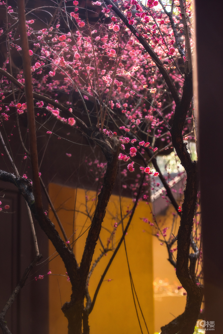 春行录：高丽慧寺和茶叶博物馆
