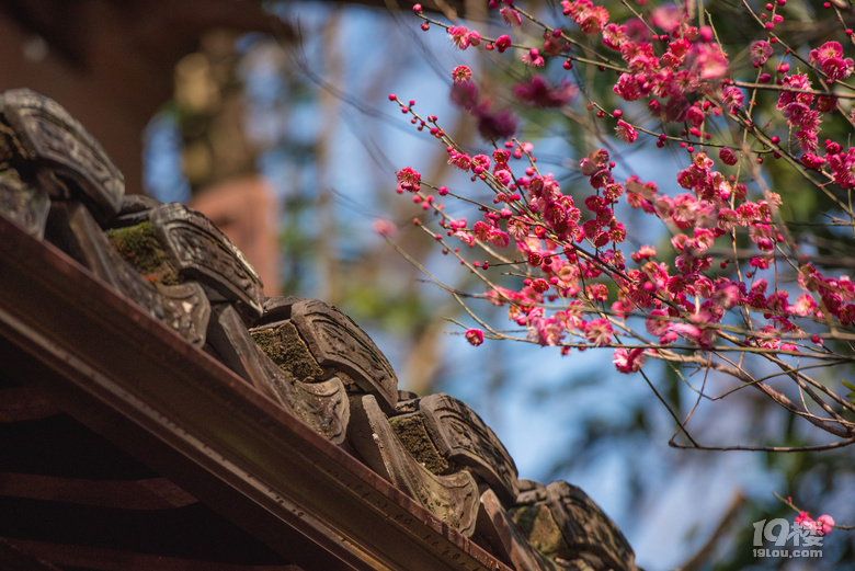 春行录：高丽慧寺和茶叶博物馆