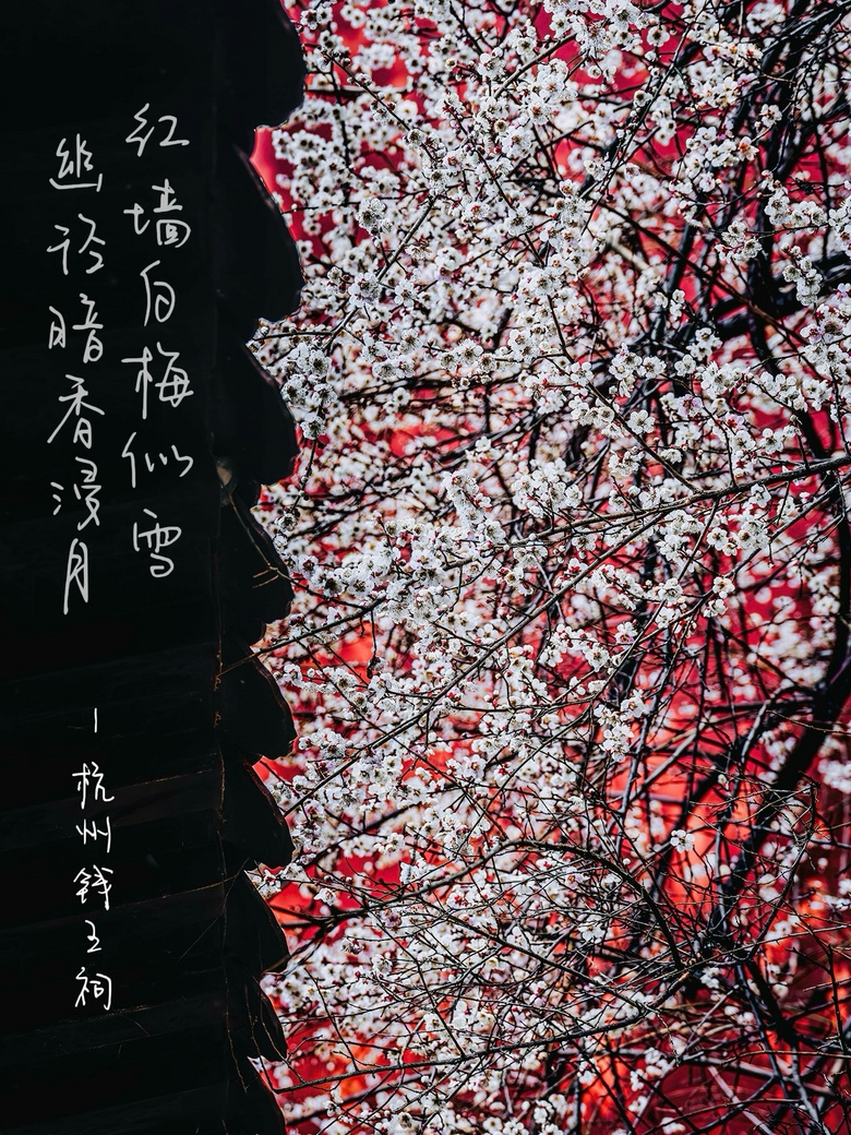 “紅墻白梅似雪,幽徑暗香浸月”——杭州錢(qián)王祠