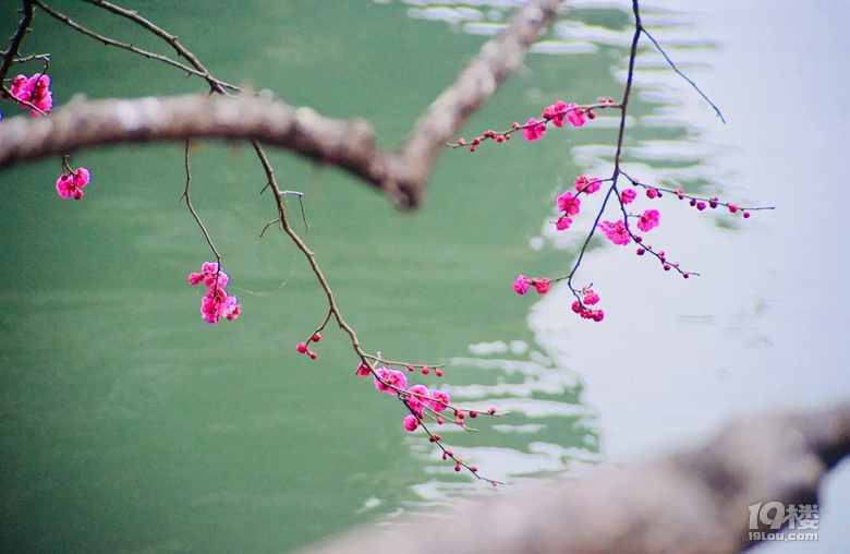 春天是賞花、拍花的季節(jié),2-3月杭州的10個賞花好去處.