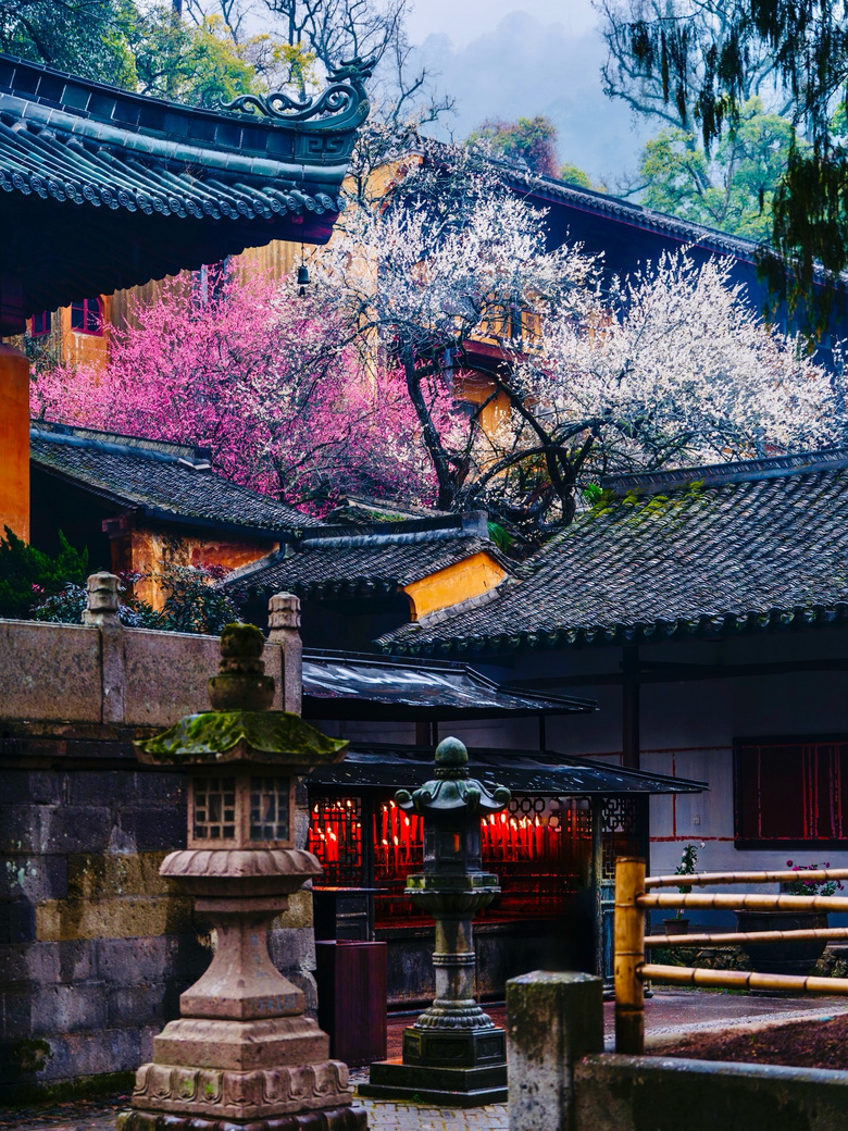 朝圣之旅:天臺國清寺賞千年古梅(一)