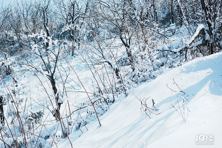 鸬鸟山追雪