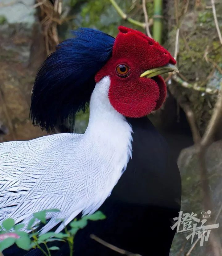 ߅塢ɽܶຼż̫
