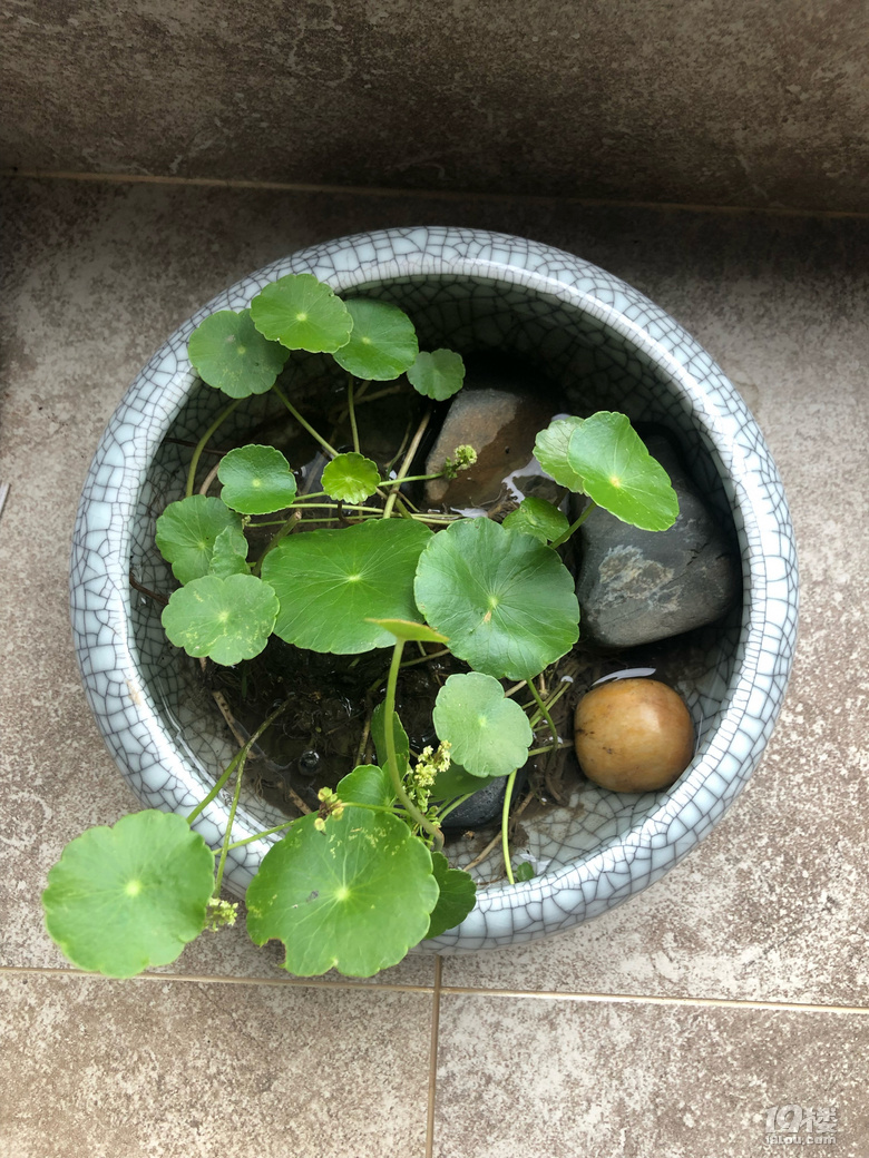 夢境