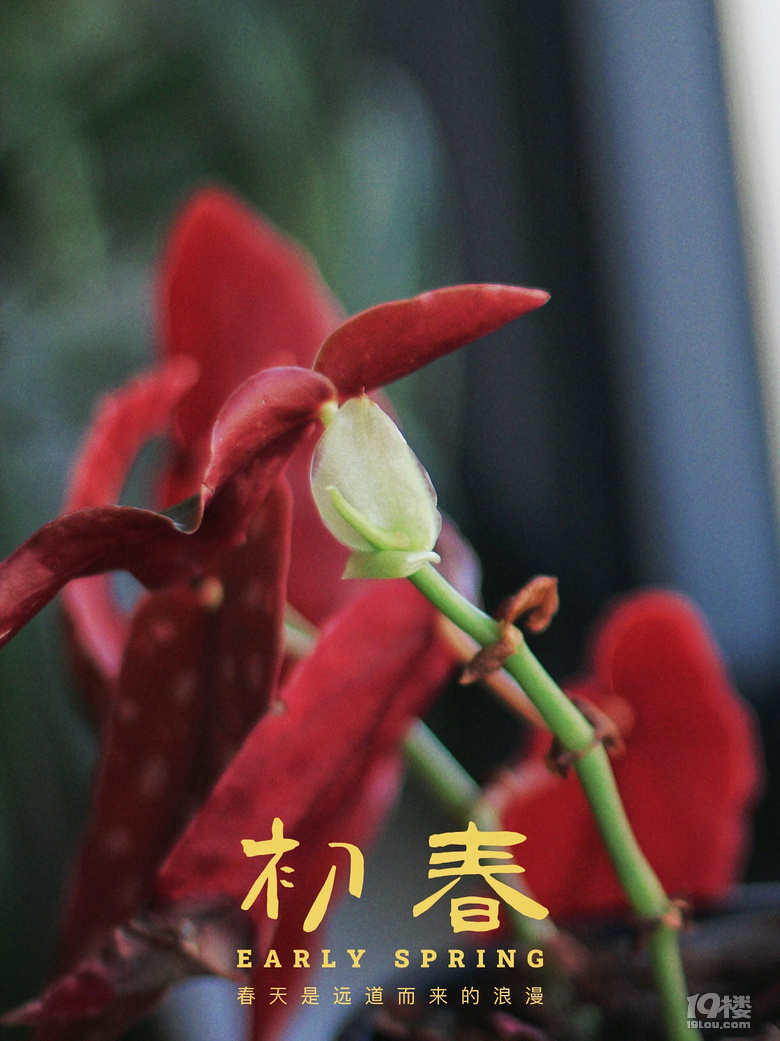 消费降级，那些在家喝下午茶的日子～