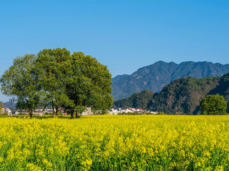 遠(yuǎn)山如黛,近水映花——建德下涯油菜花開(下