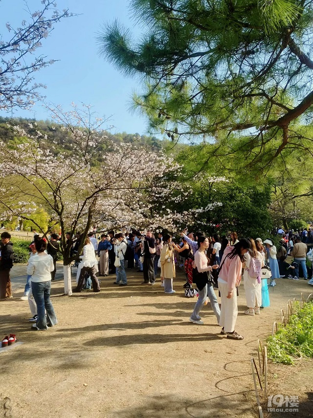 成長(zhǎng)日記（三十四）之2025.3（超山、太子灣公園）