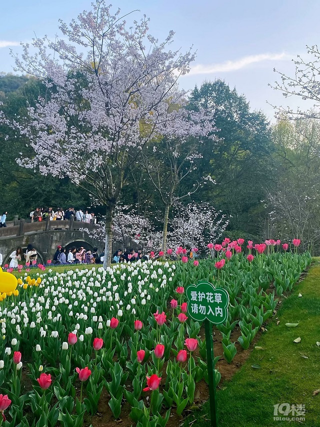 成長(zhǎng)日記（三十四）之2025.3（超山、太子灣公園）