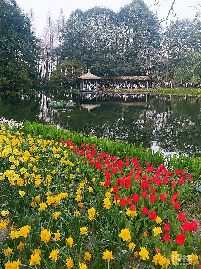 成長(zhǎng)日記（三十四）之2025.3（超山、太子灣公園）