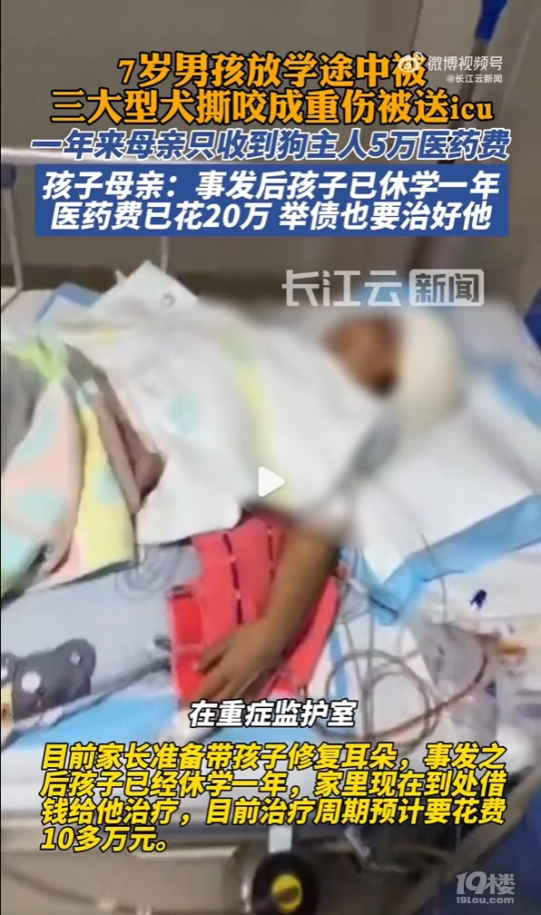 7岁男孩上学途中被三大型犬撕咬面目全非