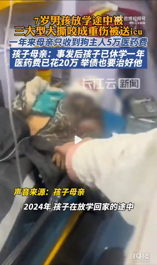 7岁男孩上学途中被三大型犬撕咬面目全非
