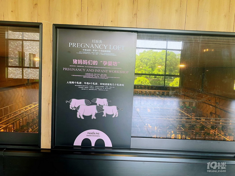 熊猫猪猪两头乌国际牧场