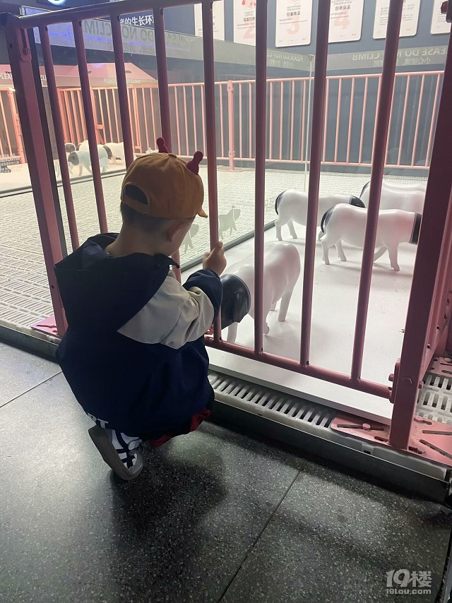 熊猫猪猪两头乌国际牧场