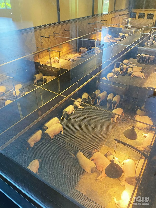 熊猫猪猪两头乌国际牧场