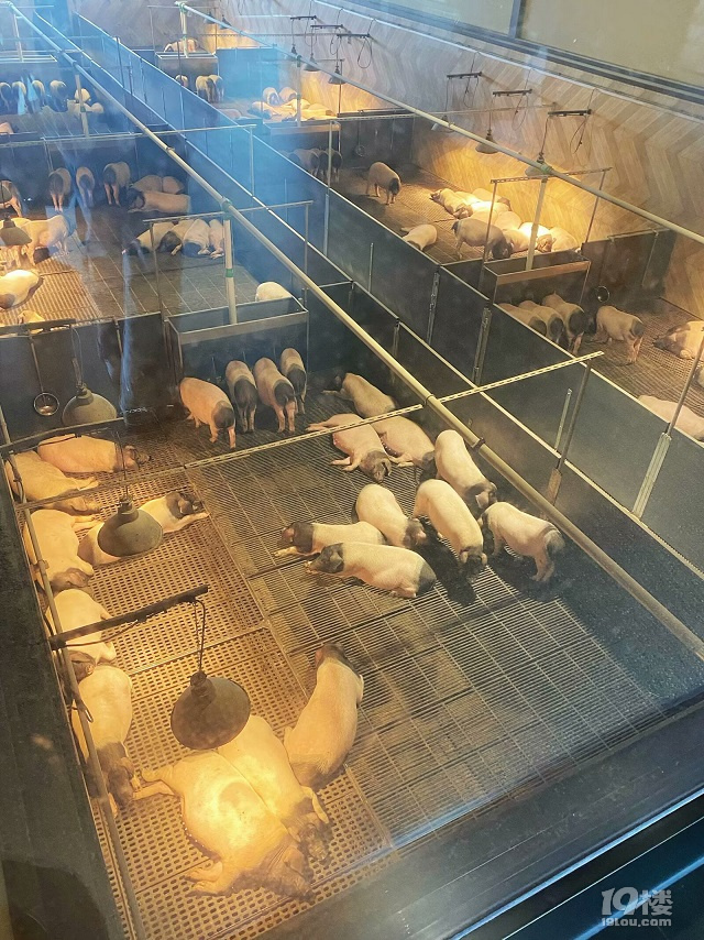 熊猫猪猪两头乌国际牧场