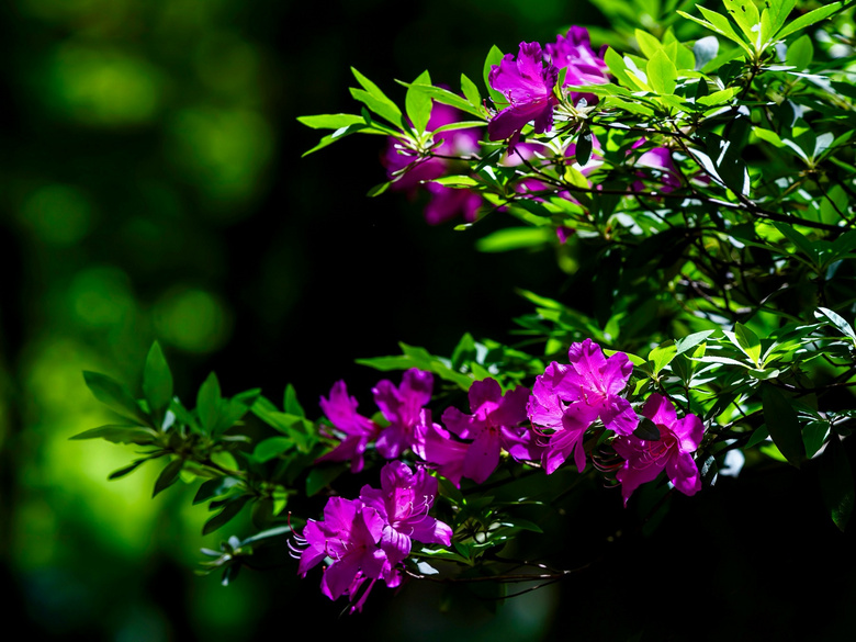 杭州植物園春天的花花草草(六)