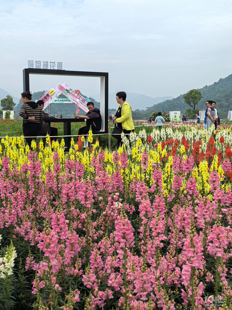 打卡铜鉴湖花海