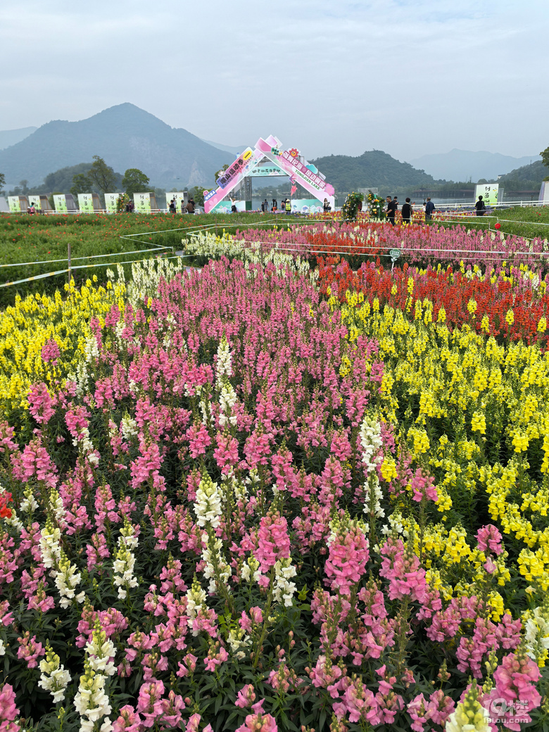 打卡铜鉴湖花海