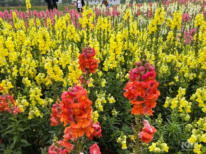 打卡铜鉴湖花海