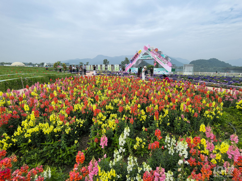 打卡铜鉴湖花海