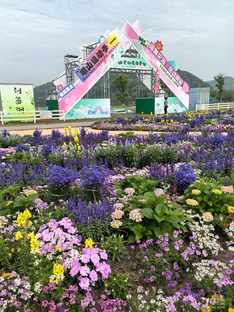 打卡铜鉴湖花海