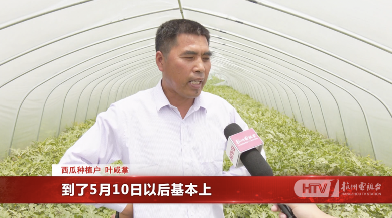 4.5元一斤,已正式上市!很多杭州人的“夢中情瓜”,更便宜了