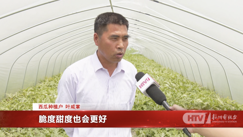 4.5元一斤,已正式上市!很多杭州人的“夢中情瓜”,更便宜了