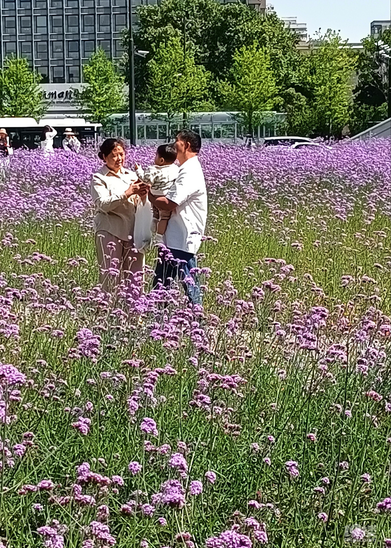 古蕩地铁站边的馬鞭草