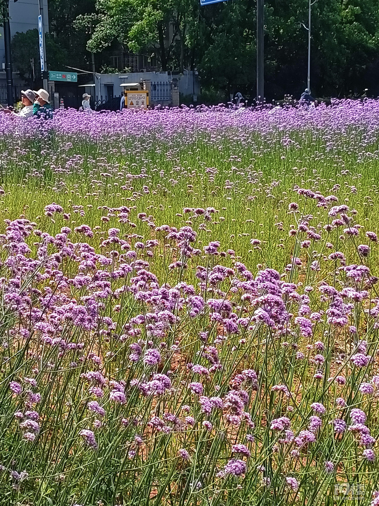 古蕩地铁站边的馬鞭草