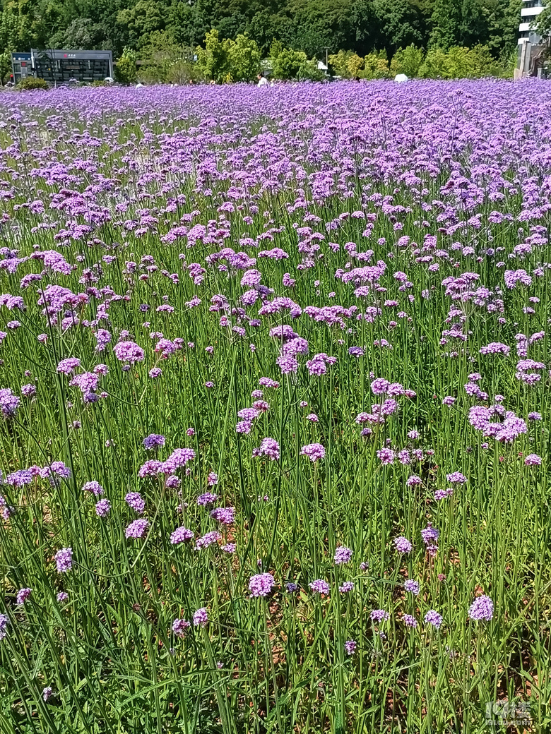 古蕩地铁站边的馬鞭草