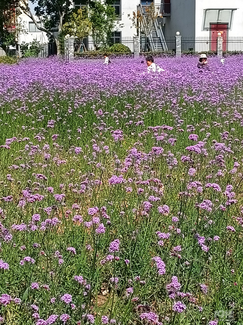 古蕩地铁站边的馬鞭草