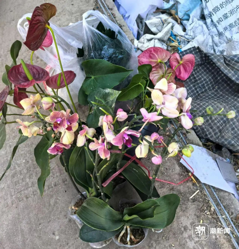 美丽鲜花不要钱？杭城一处“垃圾山”，不少人赶来0元购！