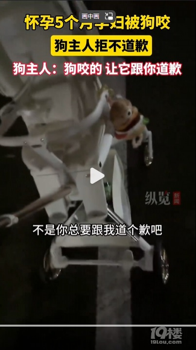 孕妇被狗咬主人见没咬伤拒不道歉