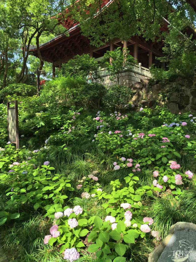 2025城隍阁绣球花展