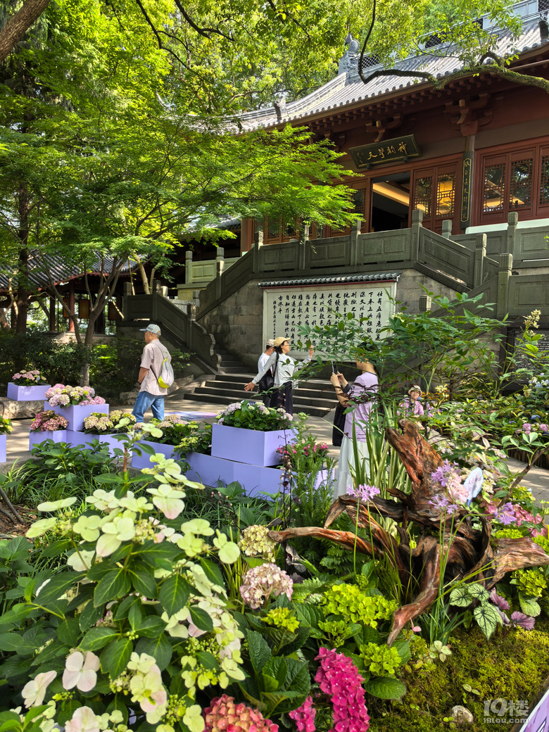 2025城隍阁绣球花展