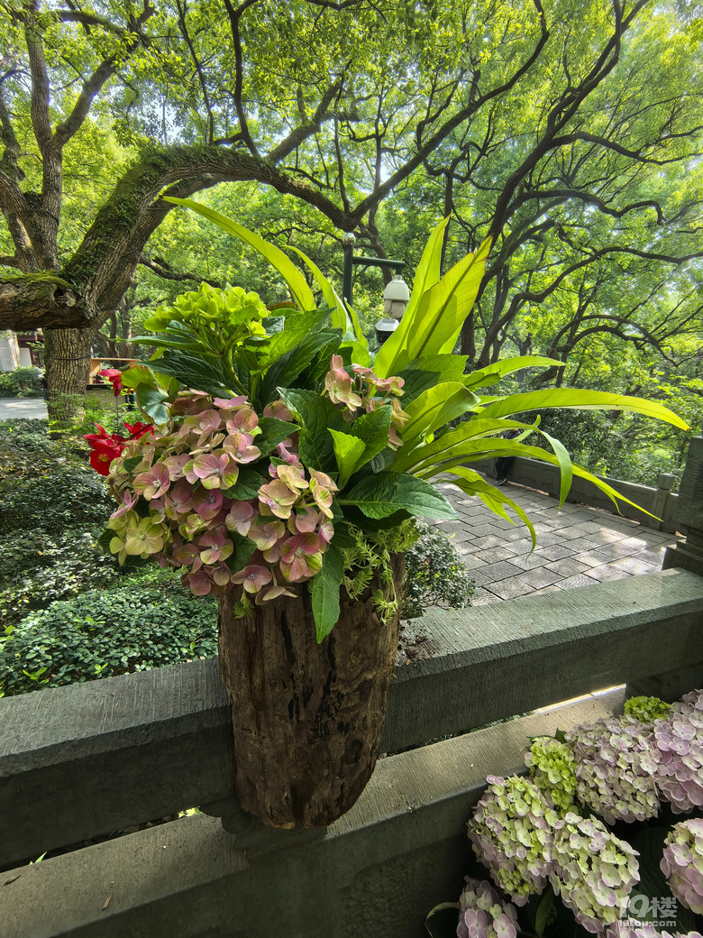 2025城隍阁绣球花展
